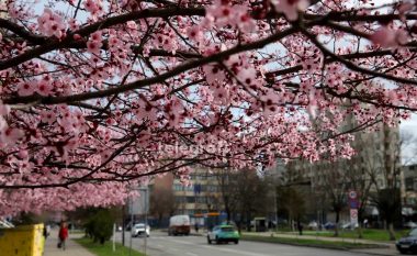 “Erdhi pranvera”, lulet e pemëve zbukurojnë rrugët e Prishtinës