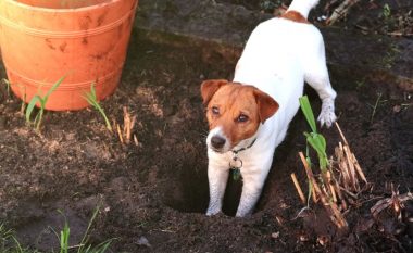 Qeni gërmoi një objekt metal në oborr - pronari ia hoqi kur kuptoi se për çfarë ishte