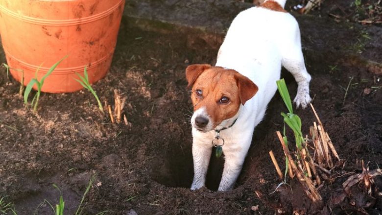 Qeni gërmoi një objekt të metalit në oborr – pronari u befasua me atë se çfarë gjeti kafsha