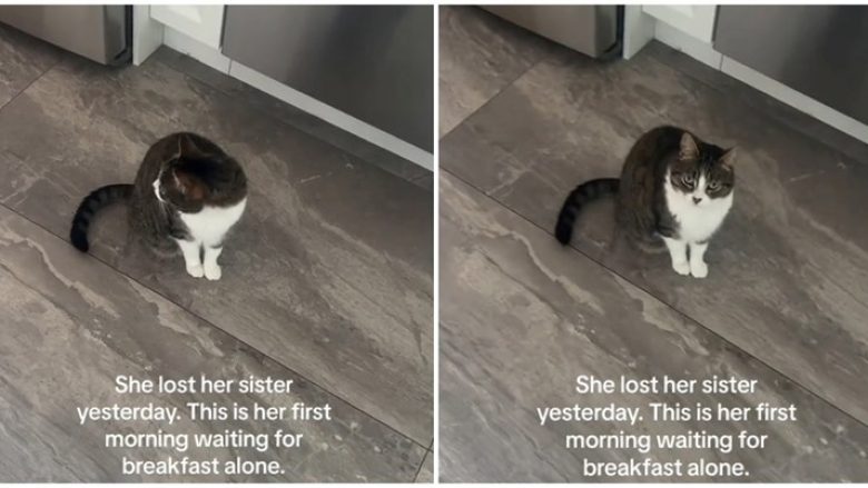Macja mbeti pa mikeshën më të mirë, reagimi i saj “thyen zemrat”