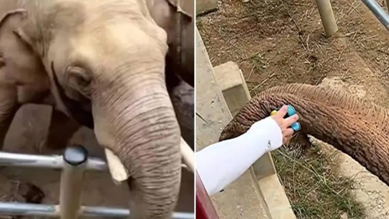 Elefanti ia kthen këpucën vogëlushit që i ra në hapësirën e dedikuar për kafshën gjigante