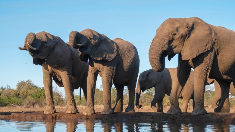 Botsvana i ofron Gjermanisë 20 mijë elefantë pas ‘përplasjes’ diplomatike për gjuetinë e trofeve