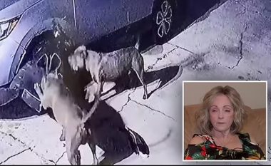 Qentë ia demolojnë veturën gruas nga Florida, po ndiqnin macen e fqinjës së saj – dëmi kap vlerën e 3 mijë dollarëve