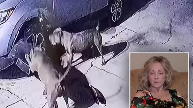 Qentë ia demolojnë veturën gruas nga Florida, po ndiqnin macen e fqinjës së saj – dëmi kap vlerën e 3 mijë dollarëve