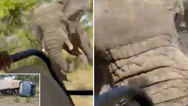 Elefanti sulmon veturën me turistë në parkun nacional në Zambi, humb jetën amerikani 80-vjeç