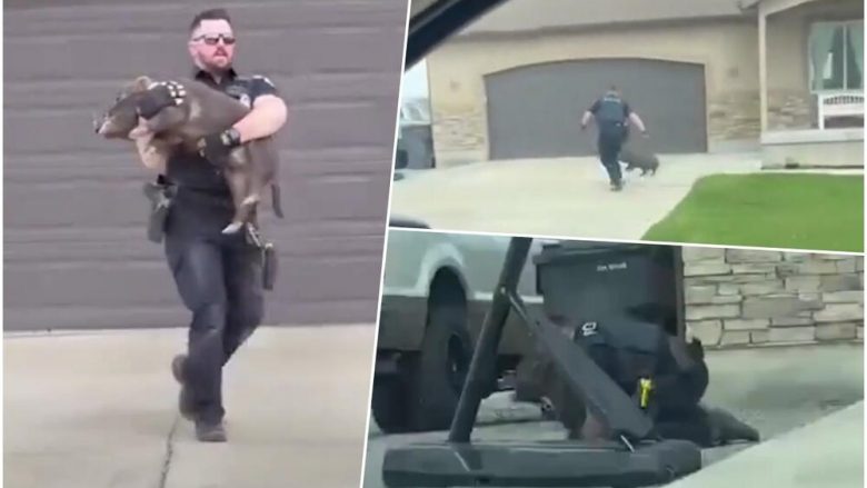 Videoja e policit nga Utah bëhet virale, filmohet duke ndjekur derrin e egër