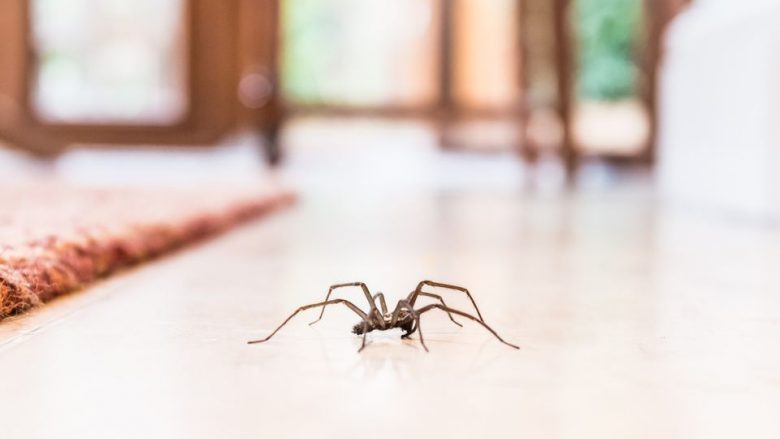 Ju është mbushur shtëpia me merimanga? Një truk dhe një bimë do t’i përzë sa çel e mbyll sytë