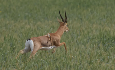E rrallë: Një gazelë “me gjashtë këmbë” shihet në Izrael