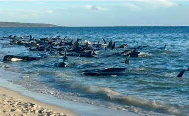 Dhjetëra balena nga 160 të bllokuara kanë ngordhur në një plazh australian
