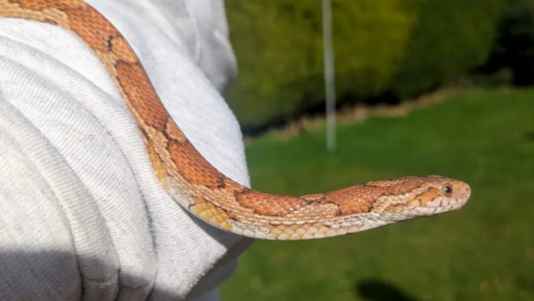 Gjarpri i zhdukur për më shumë se një vit gjendet mbi çatinë e një garazhi në Britani