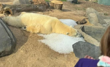 Pasi përdoruesit e internetit shqetësohen për mirëqenien e ariut polar, kopshti zoologjik sqaron arsyen pse ai është i shtrirë në akull