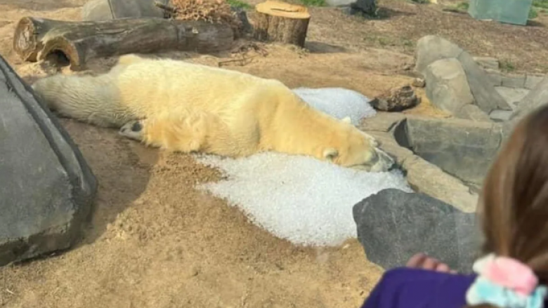 Pasi përdoruesit e internetit shqetësohen për mirëqenien e ariut polar, kopshti zoologjik sqaron arsyen pse ai është i shtrirë në akull