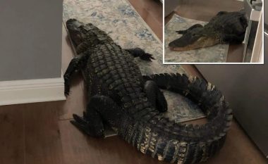 Po shikonte televizorin kur në kuzhinë i erdhi një mysafir i paftuar – gruaja nga Florida u habit kur pa aligatorin mbi dy metra në kuzhinë