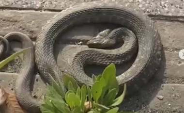 Një vizitor i papritur, gjarpri tremb qytetarët në Velipojë