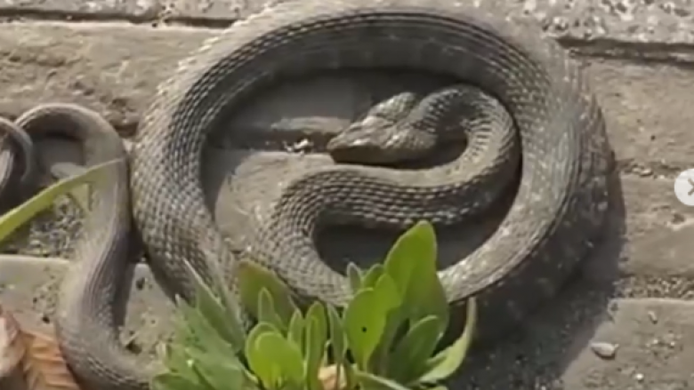 Një vizitor i papritur, gjarpri tremb qytetarët në Velipojë