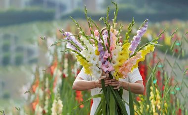 Si kultivohen gladiolat: Lulet të gjata, të cilat zbukurojnë kopshtet më të bukura
