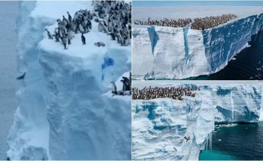 Moment spektakolar: Qindra “pinguinë-foshnjë” që kërcejnë nga një shkëmb akulli 15 metra në Antarktidë për të notuar për herë të parë