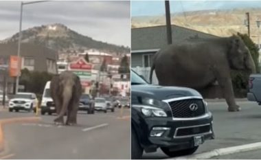Një elefant shihet “duke bërë një turne rrugëve të Montanas” – pasi u arratis nga cirku