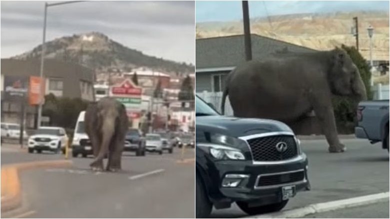 Një elefant shihet “duke bërë një turne rrugëve të Montanas” – pasi u arratis nga cirku