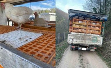Policia konfiskon 750 pula të kontrabanduara nga Serbia – arrestohen dy persona