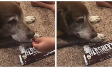 Video që bëri botën të qajë – qeni i moshuar provoi çokollatën për herë të parë dhe të fundit
