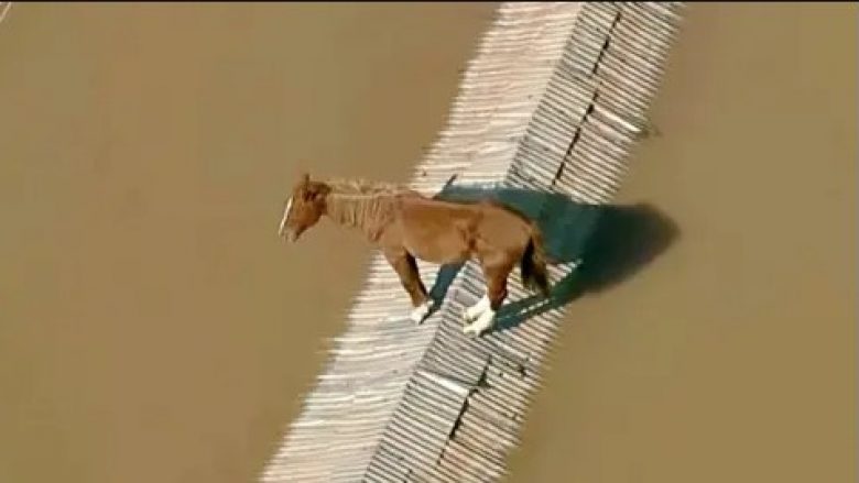 Kali filmohet në çatinë e një shtëpie të zhytur në ujë në Brazil, autoritetet do të përpiqen ta shpëtojnë me helikopter