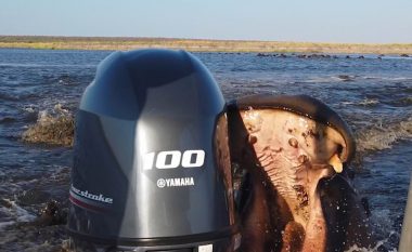 Po shëtisnin në lumin Chobe në Namibi, turistët tmerrohen nga hipopotami që u “vërsulet” – kafshon motorin e barkës