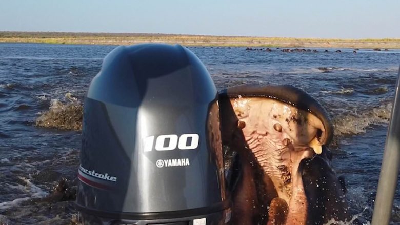 Po shëtisnin në lumin Chobe në Namibi, turistët tmerrohen nga hipopotami që u “vërsulet” – kafshon motorin e barkës