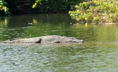 Nëna nga India hodhi të birin 6-vjeçar me aftësi të kufizuara në një lumë të mbushur me krokodil, reptilët e kafshojnë deri në vdekje