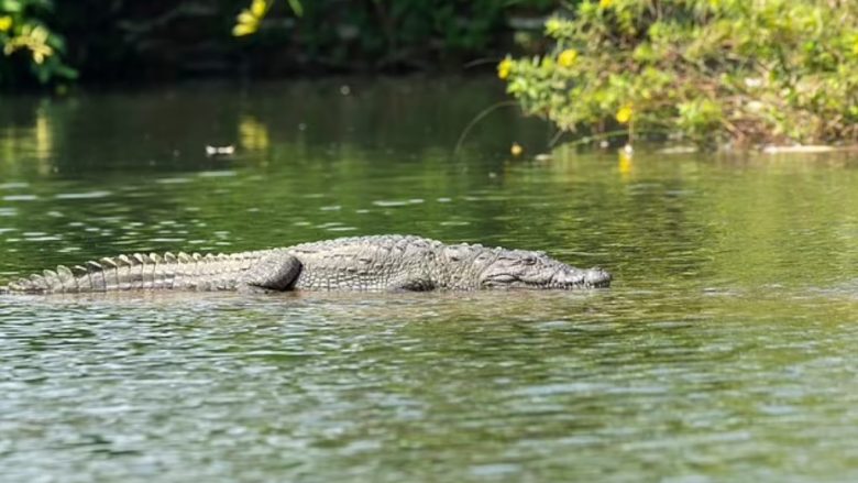 Nëna nga India hodhi të birin 6-vjeçar me aftësi të kufizuara në një lumë të mbushur me krokodil, reptilët e kafshojnë deri në vdekje