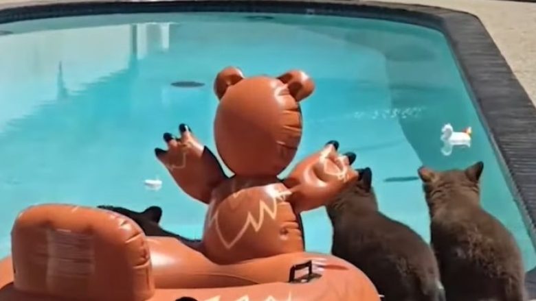 Arusha flladitet në një pishinë private në Kaliforni