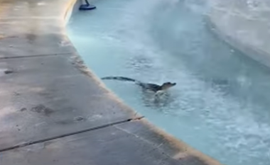 Aligatori “e mposht” nxehtësinë e Florida-s duke u zhytur në një shatërvan