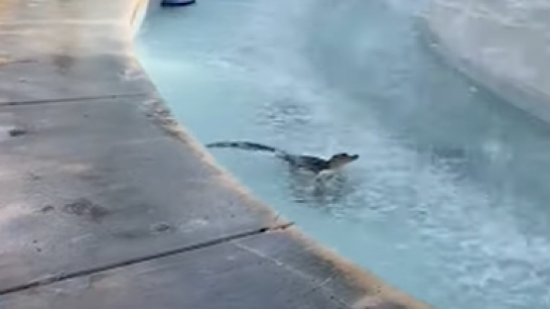 Aligatori “e mposht” nxehtësinë e Florida-s duke u zhytur në një shatërvan