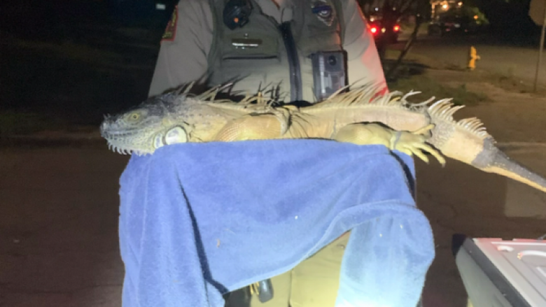 Policia e Karolinës së Veriut tronditet kur pas raportimit për një hardhucë të madhe gjejnë një iguana mbi një metër të gjatë