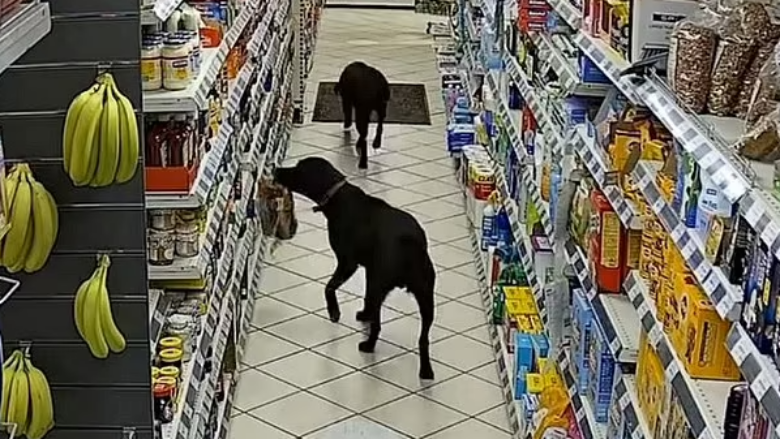 Momenti qesharak kur dy labradorë kapen në kamera duke vjedhur bukë në një pompë benzini