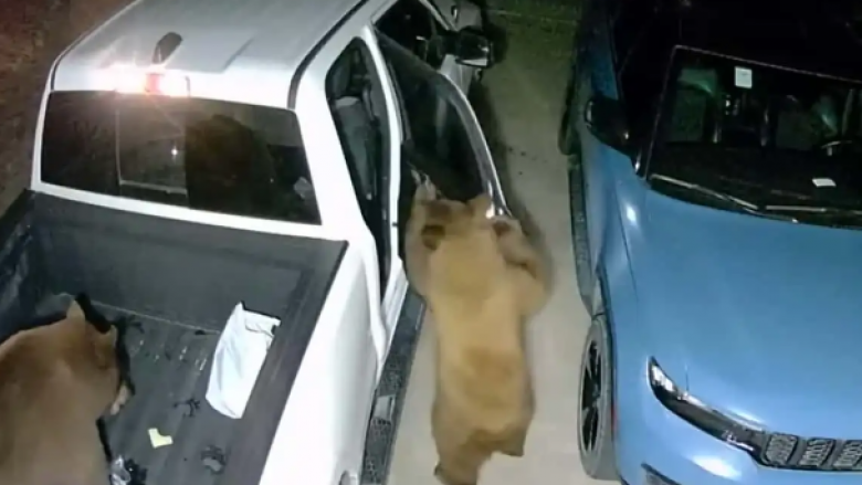 Pamjet e publikuara tregojnë se si arinjtë me lehtësi arrijnë të hapin dyert e veturave