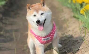 Ngordh qeni japonez që frymëzoi kriptovalutën DogeCoin