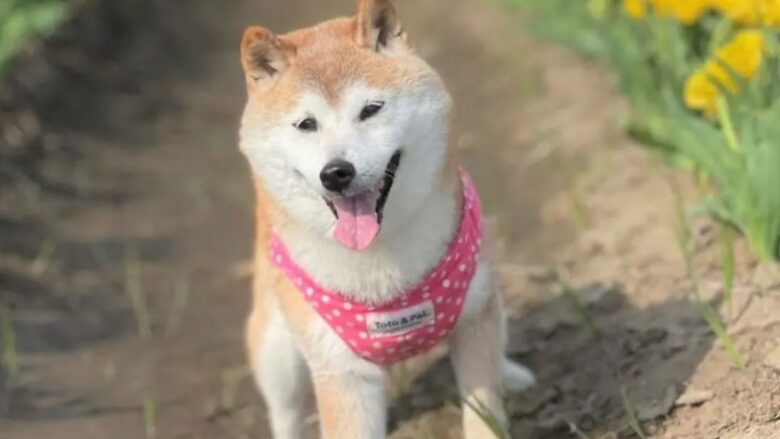 Ngordh qeni japonez që frymëzoi kriptovalutën DogeCoin