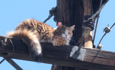 Shpëtohet macja e bllokuar në majë të shtyllës elektrike në Kaliforni