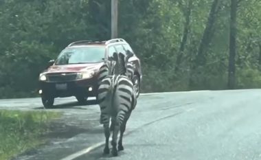 Zebra iki nga kamioni, shkakton kaos në rrugët e Uashingtonit