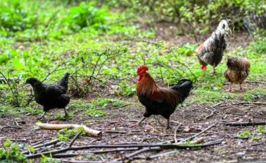 Banorët e një fshati në Angli në hall nga pulat – ankohen edhe në “nivele të larta të pushtetit”