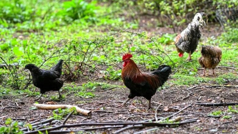 Banorët e një fshati në Angli në hall nga pulat – ankohen edhe në “nivele të larta të pushtetit”