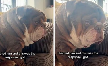 Pronari i bëri banjë bulldogut, shikoni reagimin gazmor të qenit