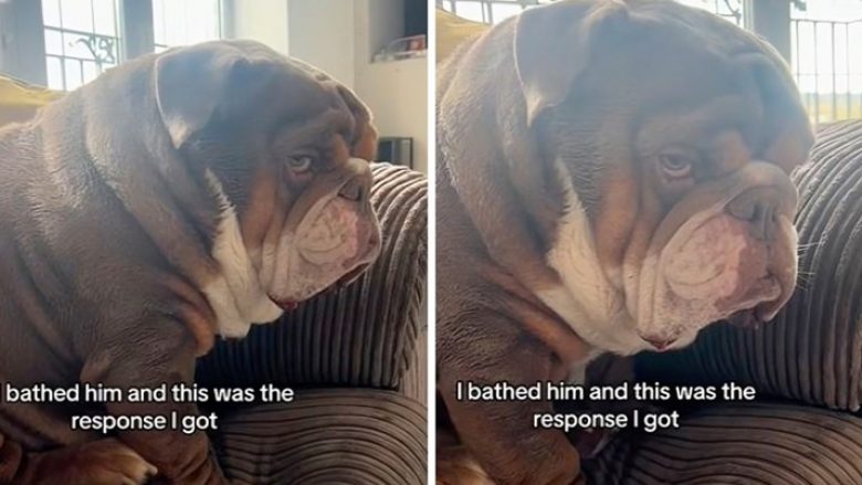 Pronari i bëri banjë bulldogut, shikoni reagimin gazmor të qenit