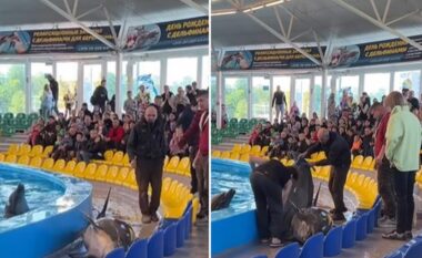 Delfini hidhet jashtë pishinë gjatë performancës - publiku i erdhi menjëherë në ndihmë