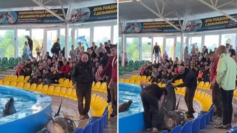 Delfini hidhet jashtë pishinë gjatë performancës – publiku i erdhi menjëherë në ndihmë