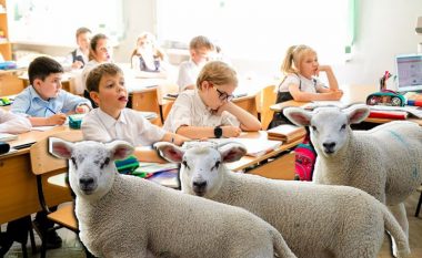 Shkolla kërcënohet me mbyllje për mungesë nxënësish në një qytet në Francë: Për ta parandaluar, prindërit regjistrojnë si nxënës katër dele