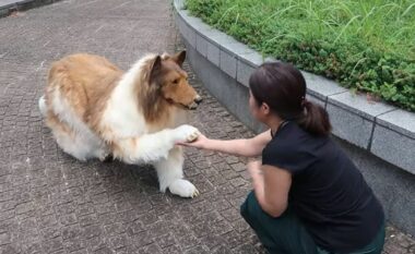 Japonezi që shpenzoi 14 mijë euro për t’u “bërë” qen trondit sërish – tani tregon se në çfarë kafshë dëshiron të shndërrohet