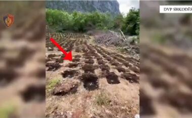 Aksioni kundër narkotikëve në Shkodër, asgjësohen 10,536 bimë kanabis