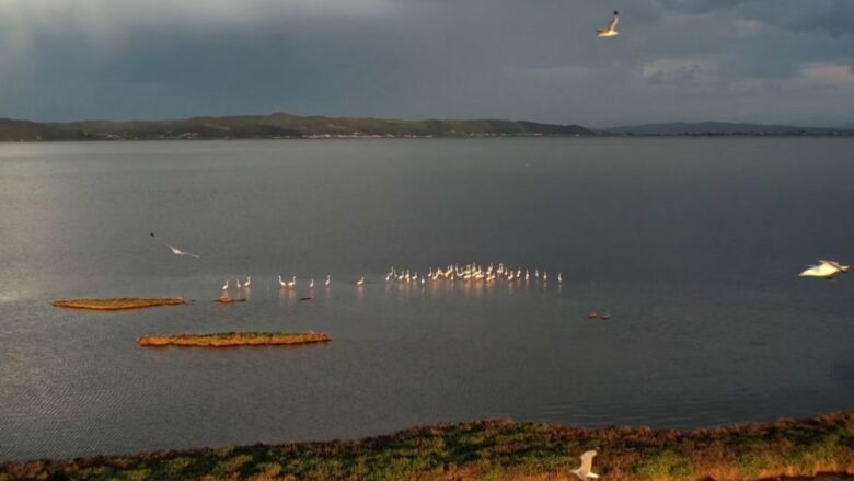 Më pak zogj shtegtarë në lagunat shqiptare, ekspertët japin alarmin